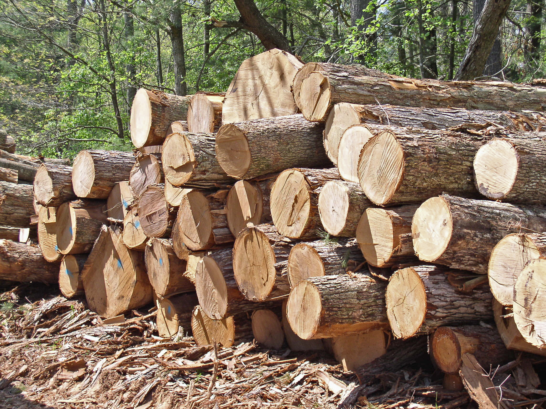 WoodTimberLogs