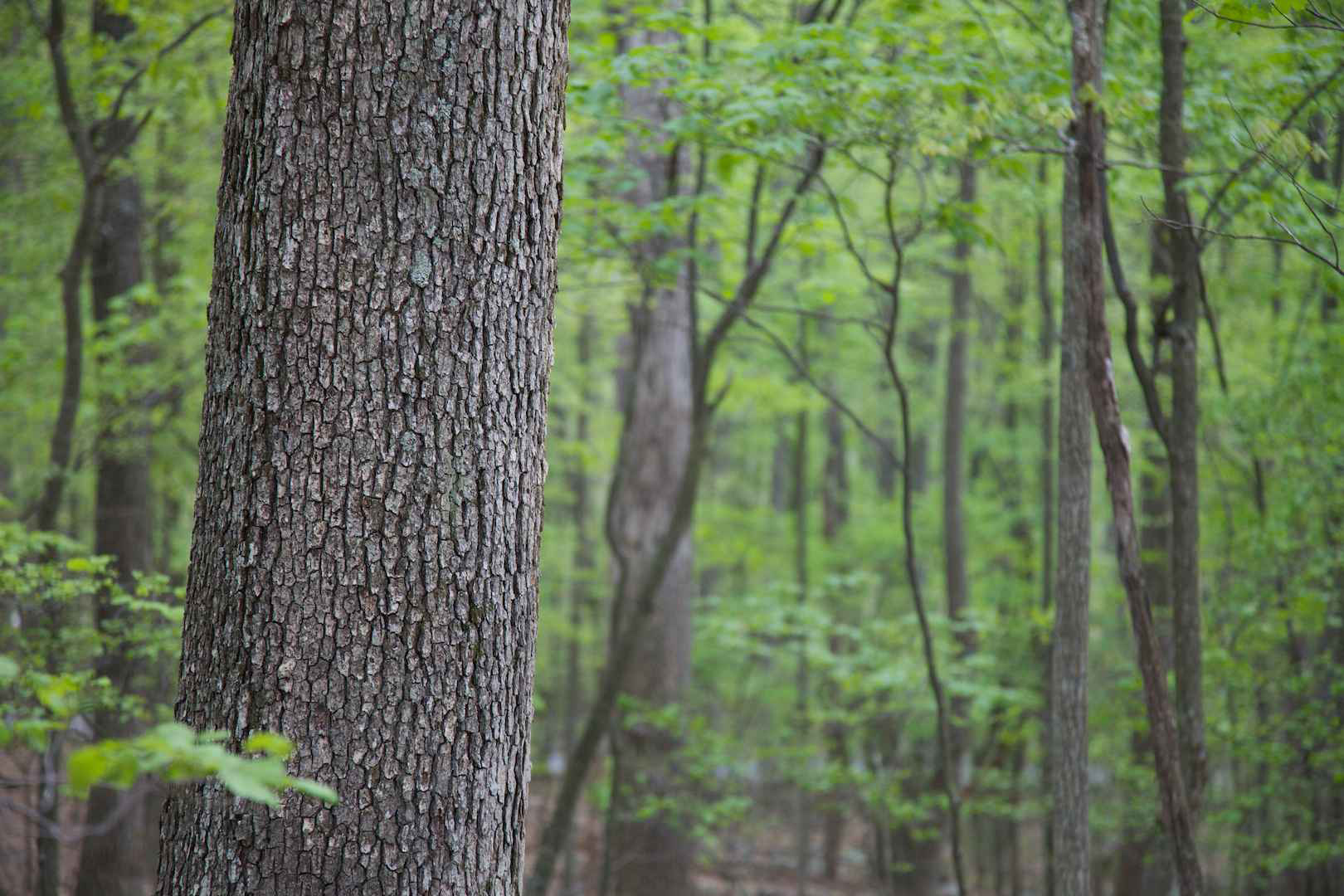 hardwood trees in forest